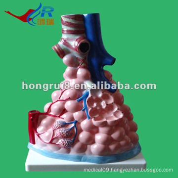 ISO Magnified Pulmonary Alveoli Model,lung model HR-302